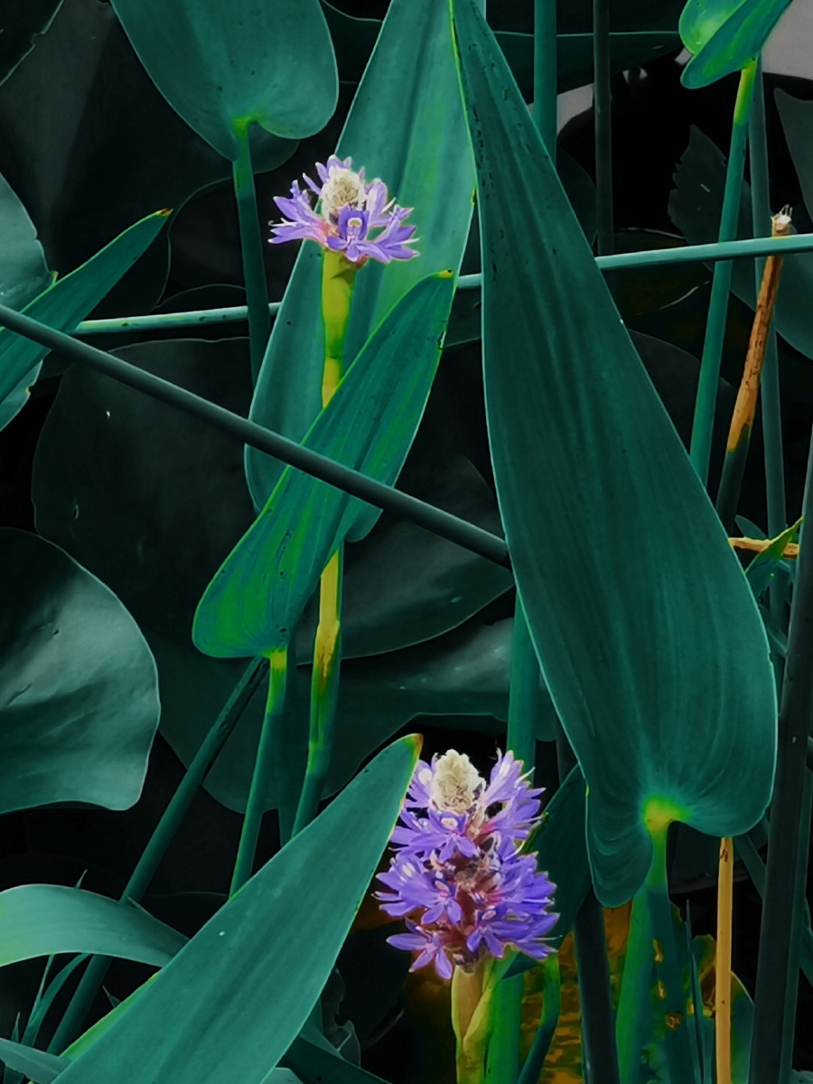 自由之花梭鱼草