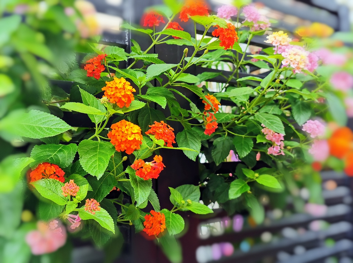 五色梅活泼开朗之花一株五色寓意家庭和睦团结