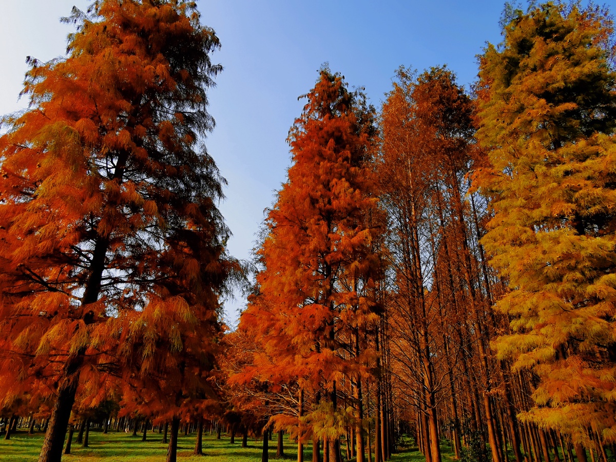 杉之秋冬杉树林最美的季节上海青西郊野公园走进12月