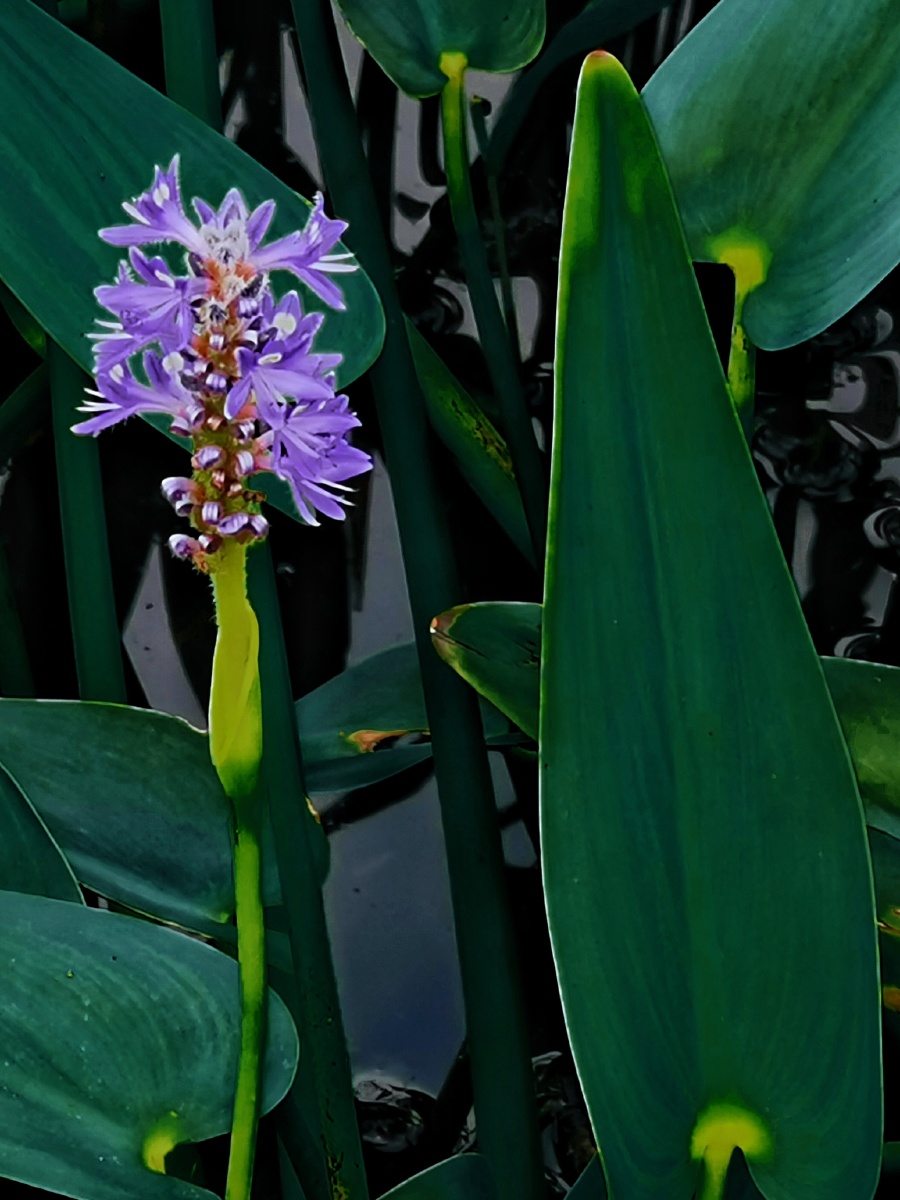 自由之花梭鱼草