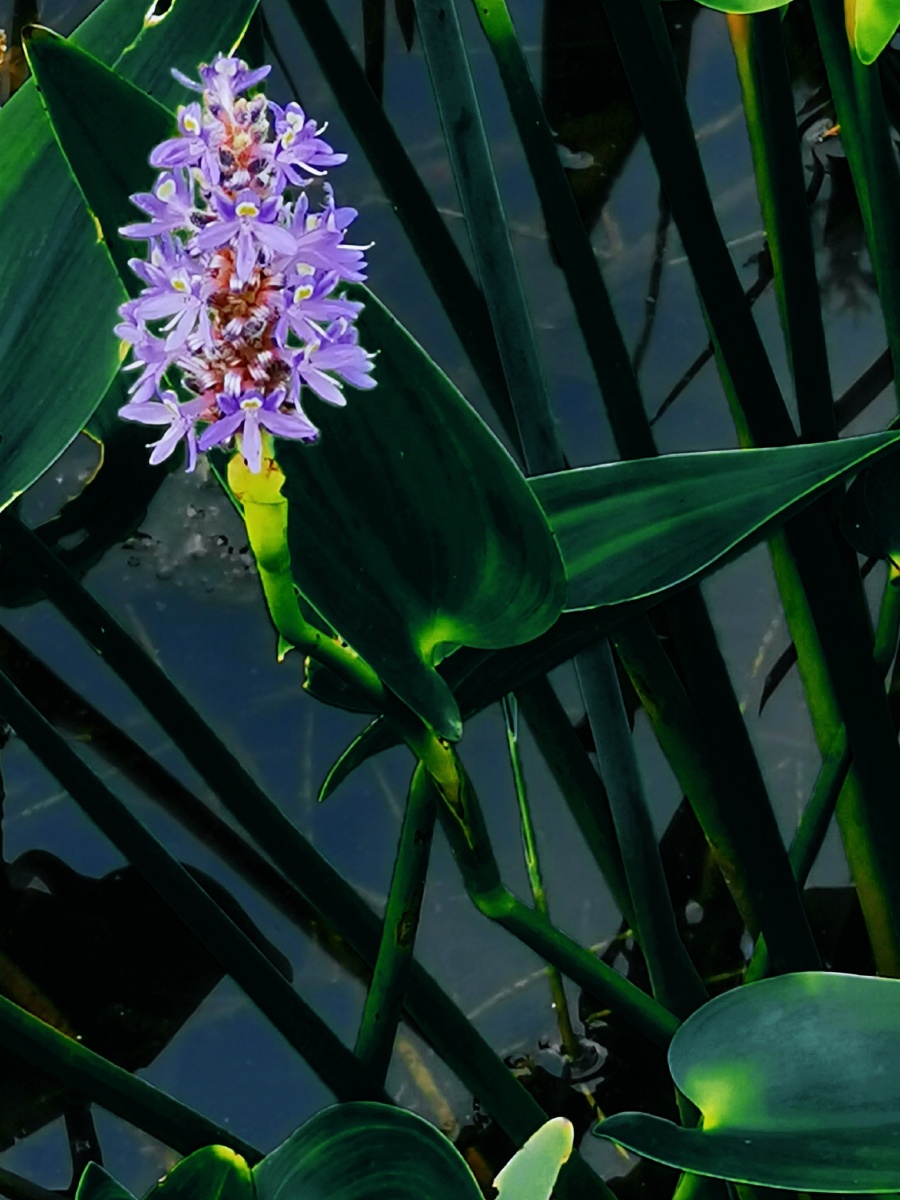 自由之花梭鱼草