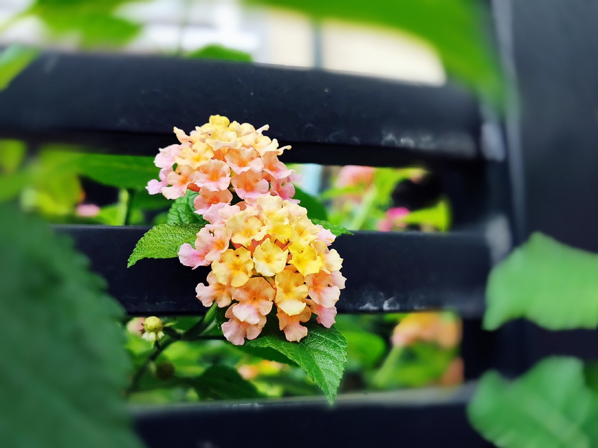 五色梅活泼开朗之花一株五色寓意家庭和睦团结