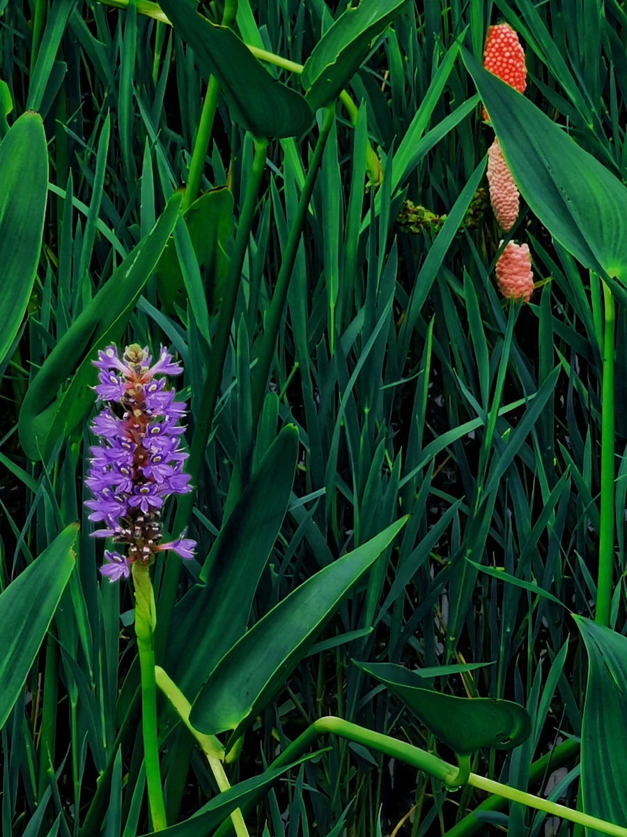 自由之花梭鱼草
