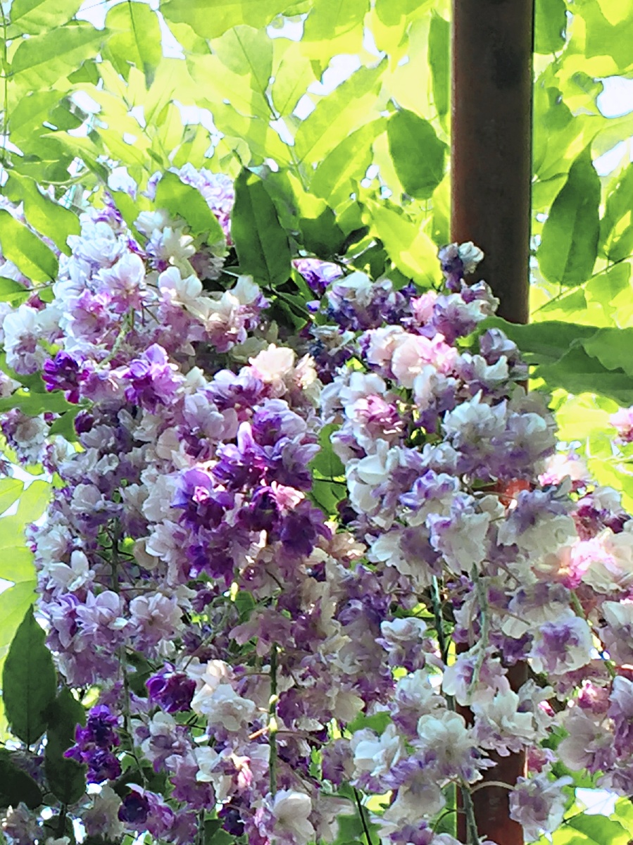 紫藤一重瓣紫藤小巧雅致的玫瑰花型深深浅浅的紫色