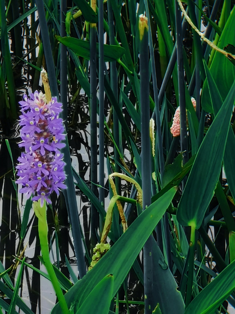 自由之花梭鱼草