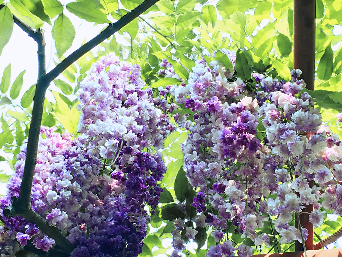 紫藤一重瓣紫藤小巧雅致的玫瑰花型深深浅浅的紫色