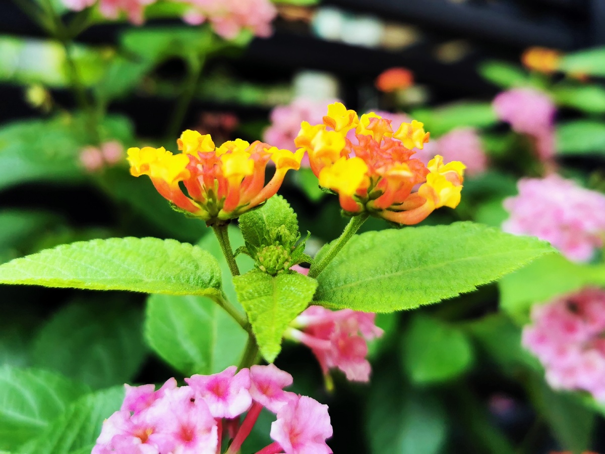 五色梅活泼开朗之花一株五色寓意家庭和睦团结