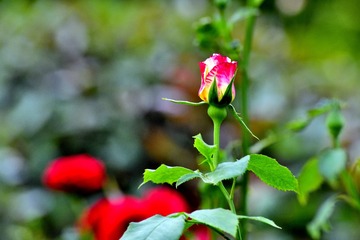 6CF1F399-1E1F-462D-87AA-D640738F884F/L0/001