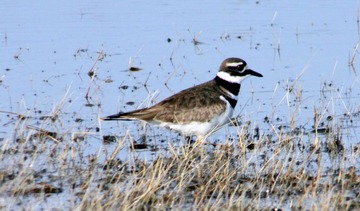 IMG_9874.jpg