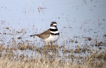 IMG_9850.jpg