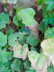 IMG20140727102507_2