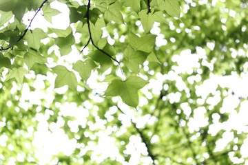 IMG_5329.jpeg