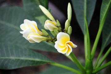 IMG_9930.JPG