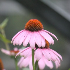 IMG_9944.JPG
