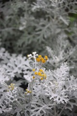 IMG_9957.JPG