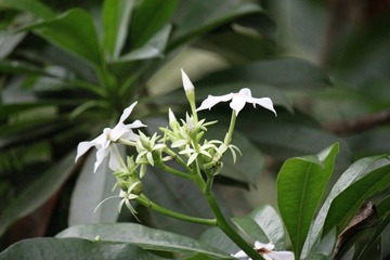 IMG_9993.JPG