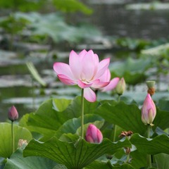 IMG_0776.JPG