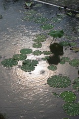 IMG_0866.JPG