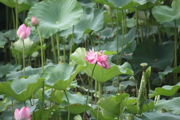 IMG_0868.JPG