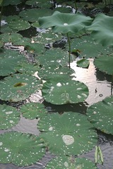 IMG_0873.JPG