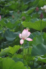 IMG_0874.JPG