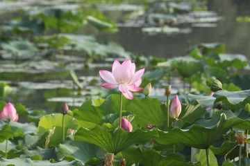 IMG_1030.JPG