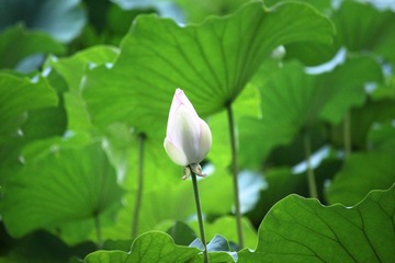 IMG_1048.JPG