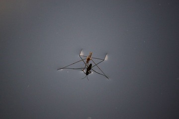 IMG_0548.JPG