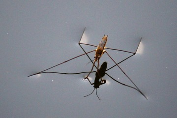 IMG_0548.JPG