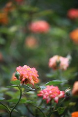 IMG_0150.JPG