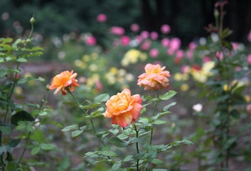 IMG_0179.JPG