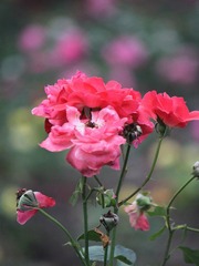 IMG_0196.JPG