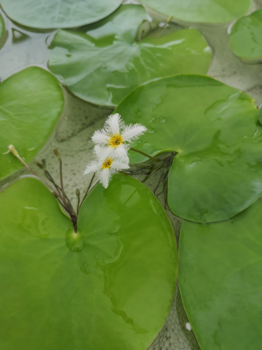 一叶莲白花荇菜