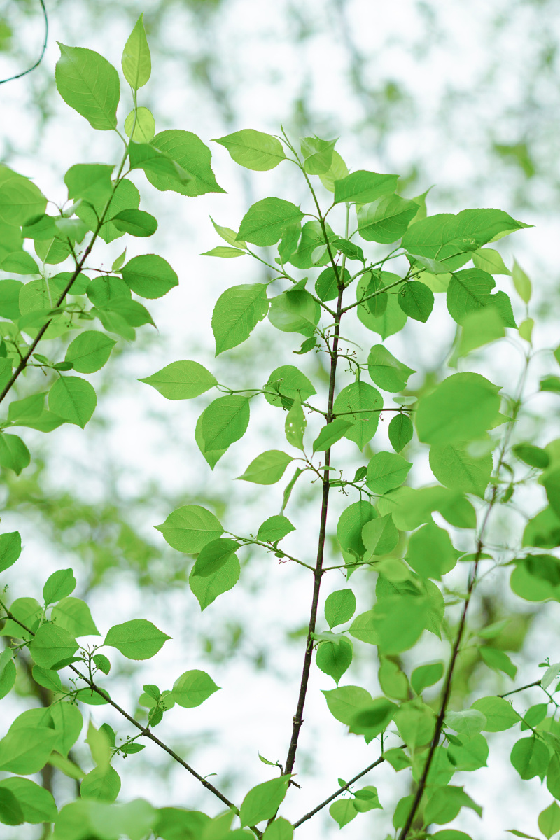 夏天的呵护 - 昕昕love唯美静态人像 - 图虫
