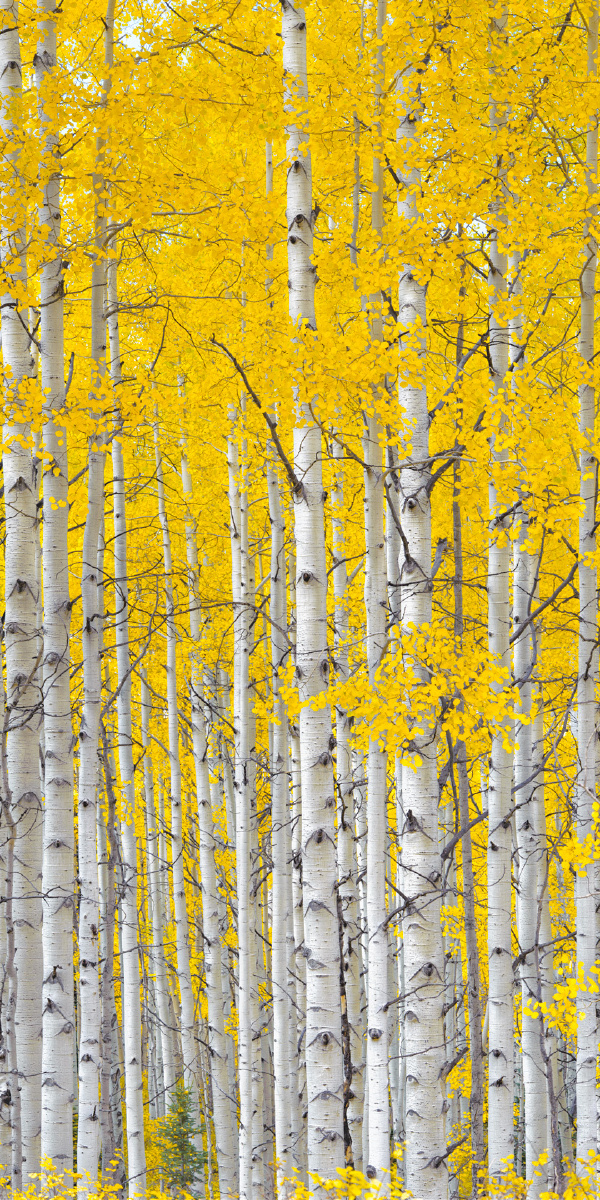 沉浸- 昕昕love唯美静态人像 - 图虫