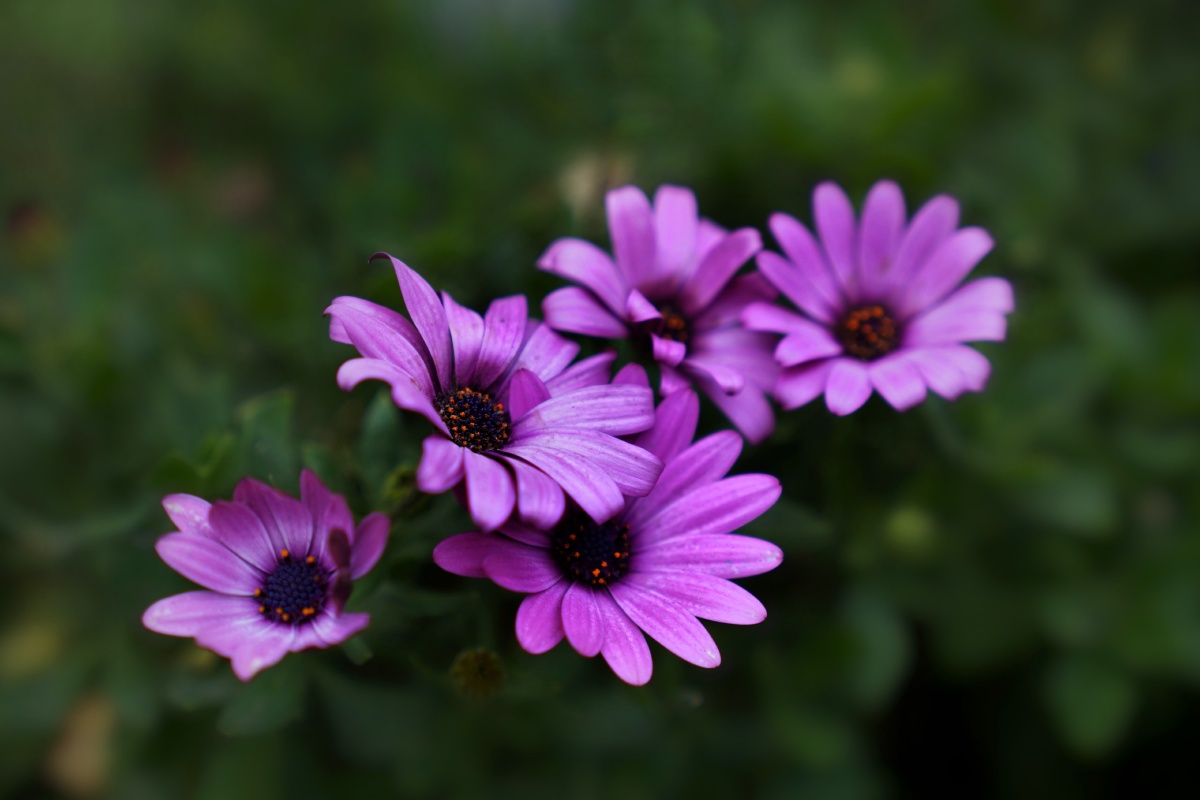 蓝目菊,别称非洲雏菊,非洲万寿菊. - 另眼看花 - 图虫