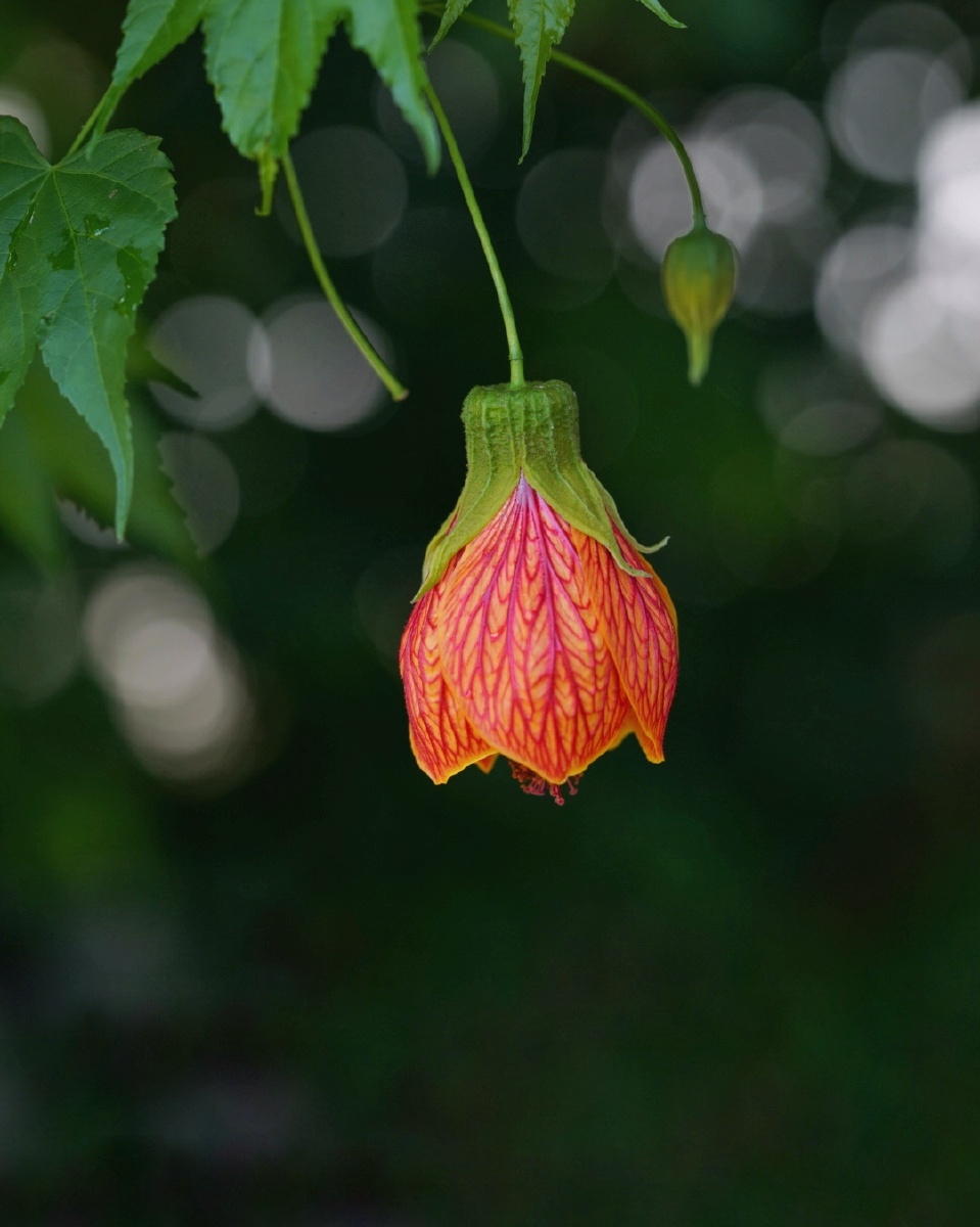 金铃花花朵吊挂色泽鲜艳犹如一盏盏挂起的红灯笼