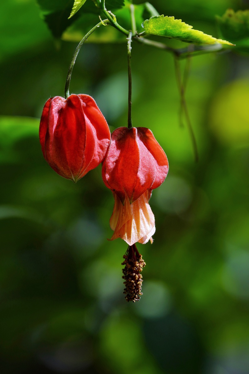 绽放的蔓性风铃花迎风摇曳