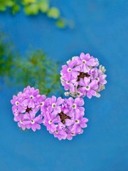 A1F3FE49-17C8-478B-8942-7878C6446749/L0/001
