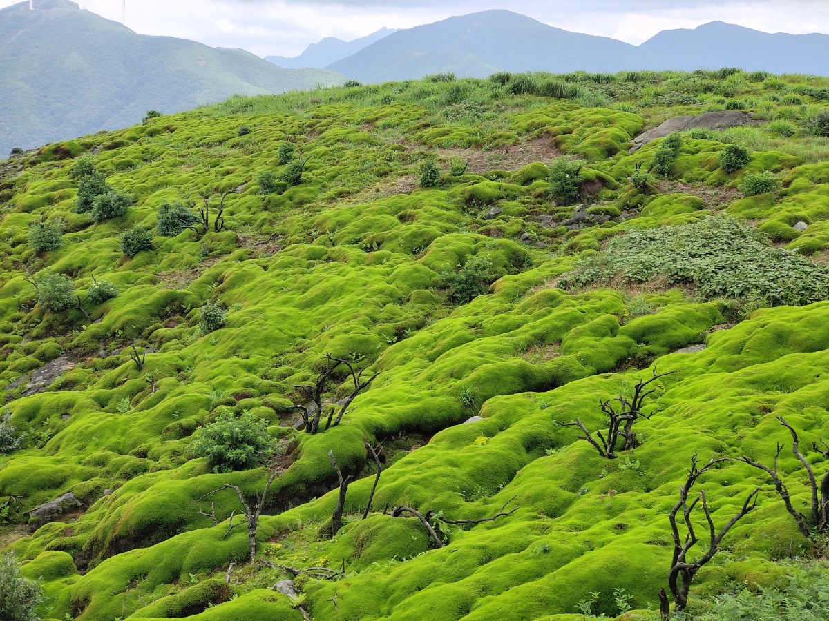 高山湿地苔藓