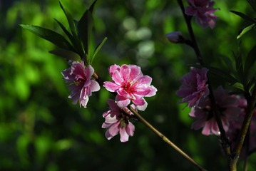 _DSC0003.jpg