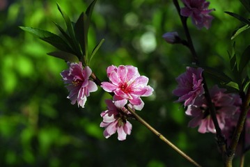 _DSC0004.jpg
