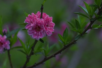 _DSC0006.jpg