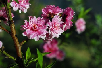 _DSC0007b.jpg