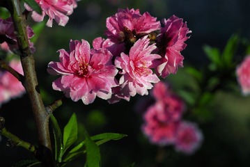 _DSC0008.jpg