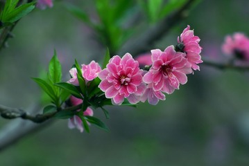 _DSC0009.jpg