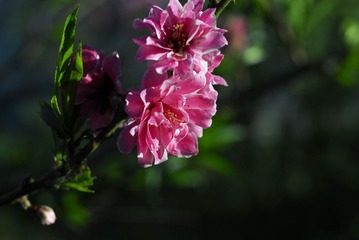 _DSC0009a.jpg