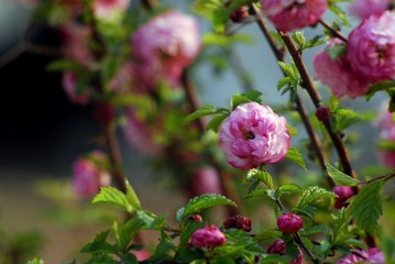 _DSC0011.jpg