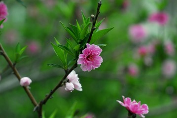 _DSC0011a.jpg