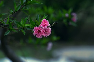 _DSC0013.jpg